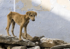 Parlamento chileno a punto de autorizar el sacrificio de animales abandonados 
