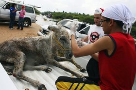 Jornada especial de rescate animal La Guajira 2010