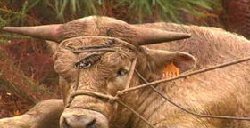 Indultan a Tame, el toro que logró huir de un matadero en O Porriño(Pontevedra)