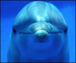 Según científicos:  los delfines deben ser tratados como “personas no humanas”