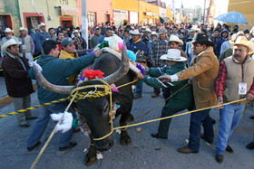 ¡Envía esta carta para detener tortura y matanza de bueyes en Querétaro!