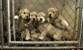 Los Ángeles (EE.UU) prohibe la compra-venta de animales
