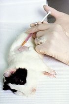 El Reino Unido prohibirá el uso de animales en pruebas de productos domésticos