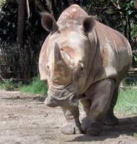 Rinoceronte "Vera" se despide del zoológico y conoce la libertad