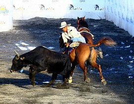 TOROS COLEADOS; una práctica ILEGAL en Tenerife TOROS COLEADOS; una práctica ILEGAL en Tenerife