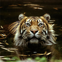Muere ahogado Barus, un tigre del zoo de Barcelona tras un ataque de epilepsia, ¡Protesta YA! Muere ahogado Barus, un tigre del zoo de Barcelona tras un ataque de epilepsia, ¡Protesta YA!