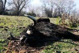 AnimaNaturalis exige a las autoridades que eviten la muerte de una quincena de toros abandonados