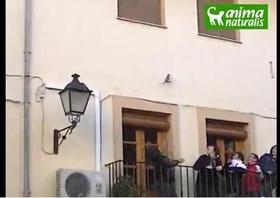El Puig vuelve a lanzar ratas pese a la prohibición del Ayuntamiento El Puig vuelve a lanzar ratas pese a la prohibición del Ayuntamiento