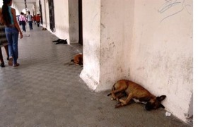 Cumbre de las Américas: ¿Qué harán con los perros en Cartagena? Cumbre de las Américas: ¿Qué harán con los perros en Cartagena?