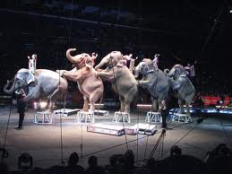 ¡Envía tu carta a las autoridades en contra de la visita del Ringling Brothers a México! ¡Envía tu carta a las autoridades en contra de la visita del Ringling Brothers a México!