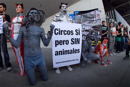 ¡Exitosa protesta contra circo Ringling Brothers en Distrito Federal! ¡Exitosa protesta contra circo Ringling Brothers en Distrito Federal!