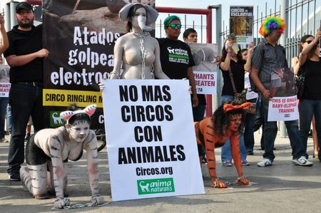 ¡AnimaNaturalis protestó contra circo Ringling Brothers en Monterrey! ¡AnimaNaturalis protestó contra circo Ringling Brothers en Monterrey!