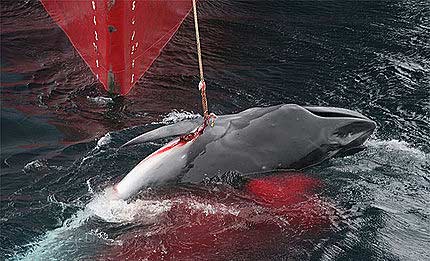 Japón no logra vender el 75% de la carne de ballena capturada Japón no logra vender el 75% de la carne de ballena capturada