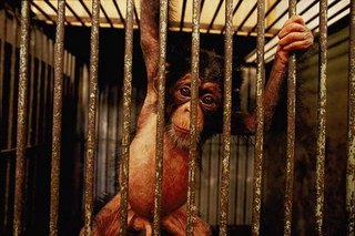 Bogotá prohibe los circos con animales Bogotá prohibe los circos con animales