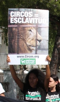 AnimaNaturalis protesta contra los circos con animales en el Puerto de Alcudia AnimaNaturalis protesta contra los circos con animales en el Puerto de Alcudia