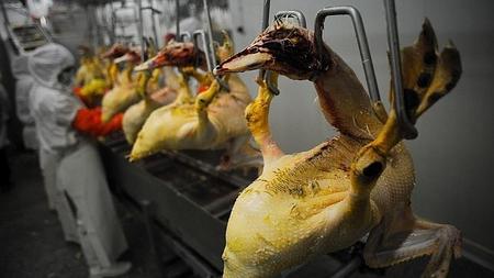 California prohÃbe el foie gras‎ California prohÃbe el foie gras‎