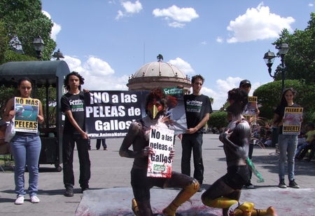 AnimaNaturalis protestó contra peleas de gallos en Durango AnimaNaturalis protestó contra peleas de gallos en Durango