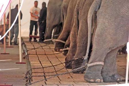 ¡Picassent se declara libre de circos con animales! ¡Picassent se declara libre de circos con animales!