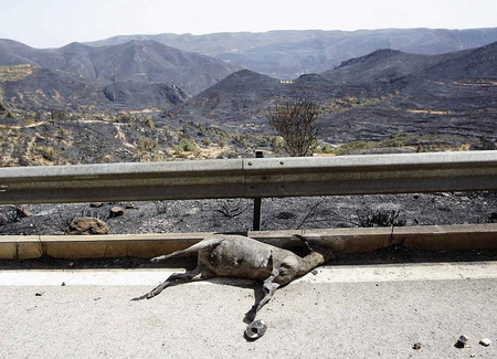 Los incendios en Valencia dejan miles de animales calcinados Los incendios en Valencia dejan miles de animales calcinados