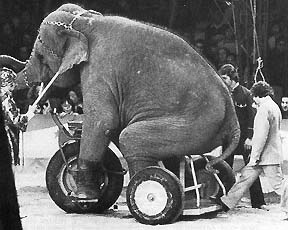 Collsuspina se une a los casi cien municipios que ya han prohibido los circos con animales Collsuspina se une a los casi cien municipios que ya han prohibido los circos con animales