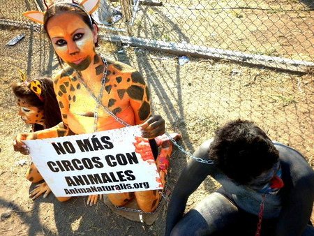 ¡Zapopan es el primer municipio mexicano que prohíbe circos con animales!