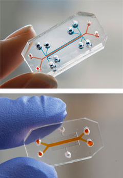 Órganos "en chip" podrían reemplazar los experimentos en animales Órganos "en chip" podrían reemplazar los experimentos en animales