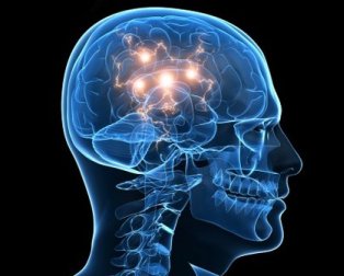 Neurocientíficos reconocen la conciencia en mamíferos y pájaros Neurocientíficos reconocen la conciencia en mamíferos y pájaros