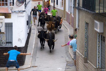 Ayúdanos a que no muera otro toro en Petrés, ¡protesta ya! Ayúdanos a que no muera otro toro en Petrés, ¡protesta ya!