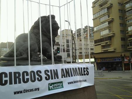 Exitoso lanzamiento de campaña: “Circos sin animales” de AnimaNaturalis en Chile Exitoso lanzamiento de campaña: “Circos sin animales” de AnimaNaturalis en Chile
