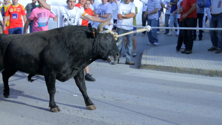 Juicio por agresión de un taurino de Alcanar a activistas de AnimaNaturalis