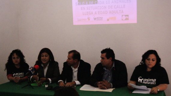 Rueda de prensa por campaña de esterilizaciones caninas y felinas en Tlaquepaque Rueda de prensa por campaña de esterilizaciones caninas y felinas en Tlaquepaque