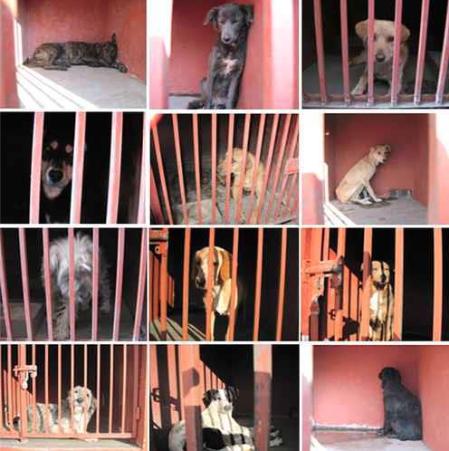 ¡Exijamos justicia para los perros señalados como causantes de cuatro decesos! ¡Exijamos justicia para los perros señalados como causantes de cuatro decesos!