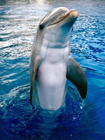 Ex trabajadores del Oceanogràfic revelan a SOS Delfines casos de grave maltrato a los animales