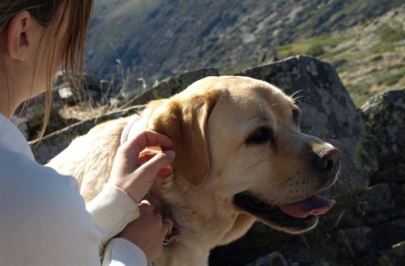 Las adopciones de perros en España ya superan al número de compras