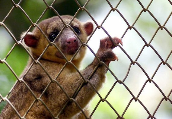 ¡Costa Rica convertirá zoológico para no tener más animales enjaulados