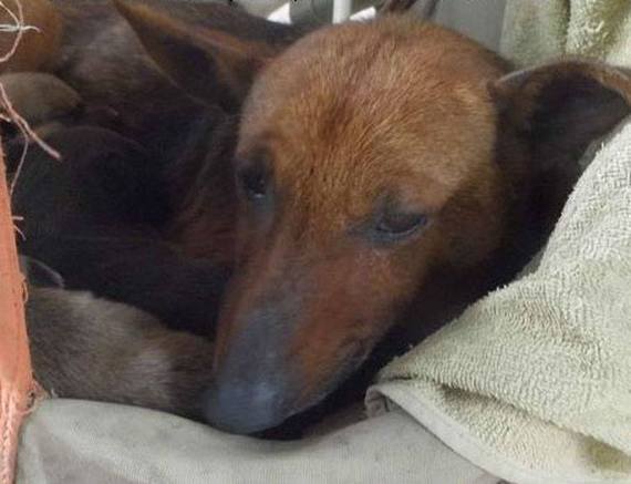Perra salvó a bebé abandonado Perra salvó a bebé abandonado
