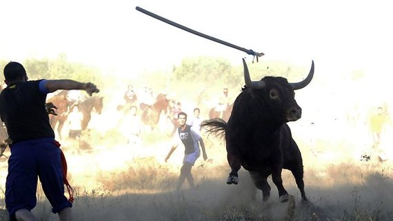 Vulcano, la última víctima del polémico Toro de la Vega en Tordesillas