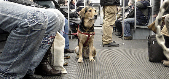 Los perros podrán viajar en el                                      metro de Barcelona