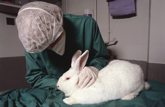 China quiere poner fin gradualmente a la experimentación en animales