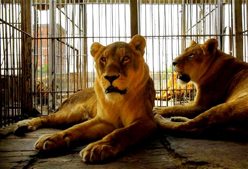 AnimaNaturalis denuncia la muerte de un león en el Circo Americano en Madrid