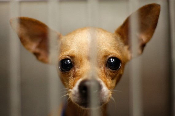 Los ayuntamientos catalanes piden poder sacrificar animales. ¡Protesta! Los ayuntamientos catalanes piden poder sacrificar animales. ¡Protesta!