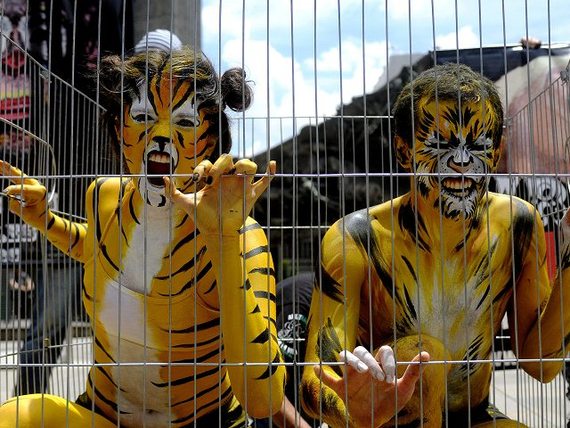 Panamá prohíbe la entrada de circos con animales silvestres