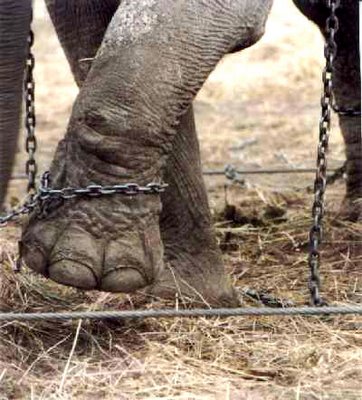 Elefante intenta escapar de circo en San Luis Potosí 