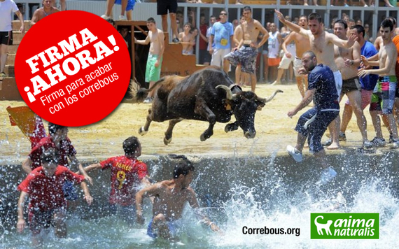 Muere desnucada una vaca en los Bous a la Mar de Moraira ¡Protesta ya!