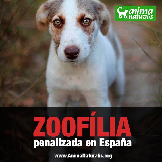  España modifica el Código Penal sobre el maltrato animal