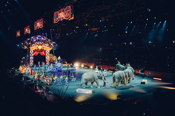 Entra en vigor ley que prohíbe uso de animales en circos