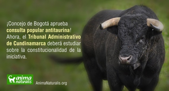 Consulta artigo 29