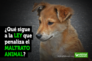 ¿Qué sigue a la ley que penaliza el maltrato animal?  