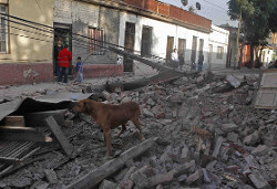 ¡Ayuda a los animales afectados por el terremoto en Chile!