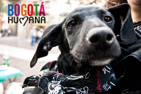 Nace programa 'Bogotá Humana con la fauna doméstica'